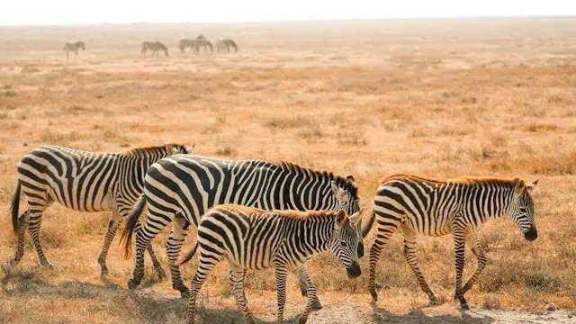 گورخرهای طبیعت آفریقای جنوبی